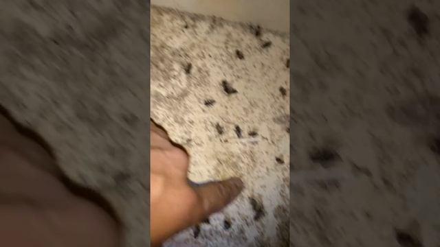 Клещ варила после обработки мавриком в 2018г. смотреть онлайн