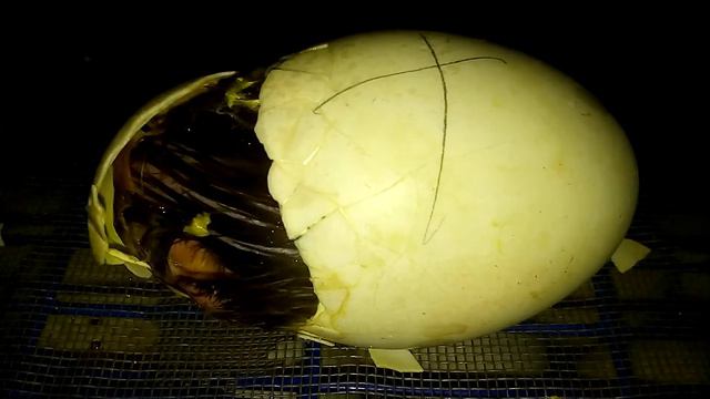 Как выводятся утята смотреть онлайн