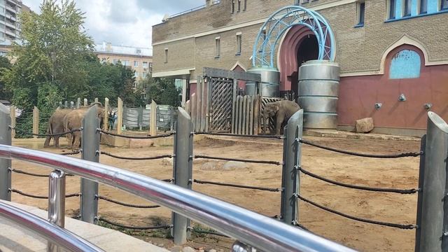 Умные слоны,киперы.Московскмй Зоопарк смотреть онлайн