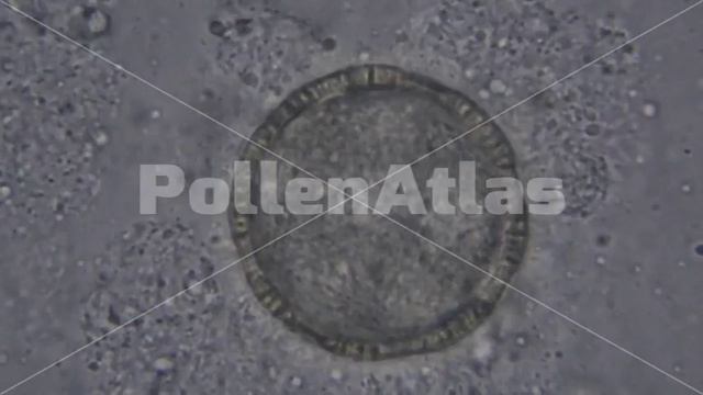 Silene vulgaris (Outline 1) смотреть онлайн