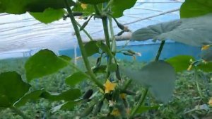 Огурцы для выращивания на окне или балконе. Сорт Балконные огурцы