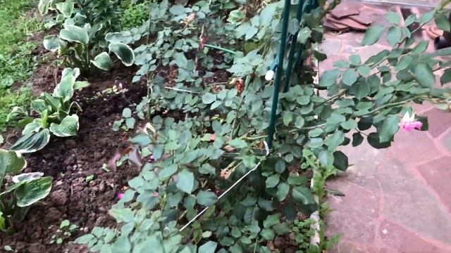 Нашествие розанной цикады! Обработайте розы!? смотреть онлайн