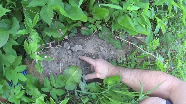 ПОЛИНОР И МУРАВЬИ смотреть онлайн