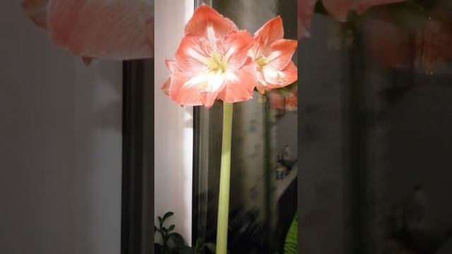 Цветок Амариллис. Луковичное растение. смотреть онлайн