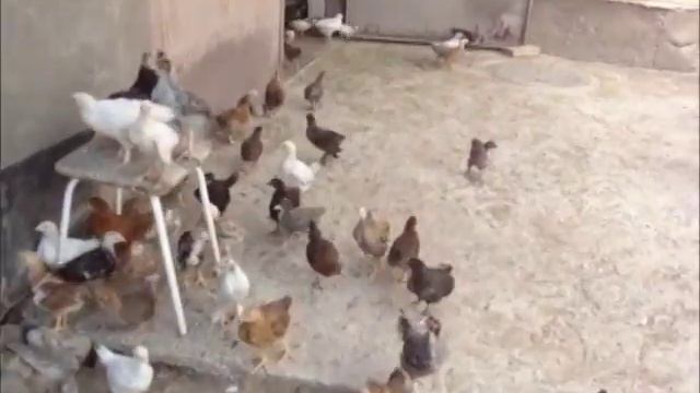 Содержание подрощенных индюшат и цыплят смотреть онлайн