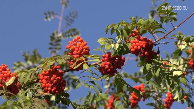 Эти женщины притягивают к себе тиранов: Топ 3 знаков Зодиака смотреть онлайн