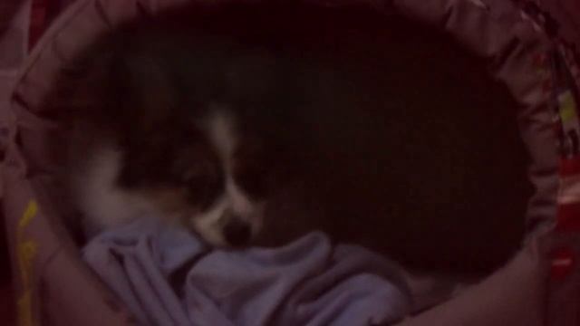 DOGVLOG: КУПИЛИ ЩЕНКА\\ПАПИЛЬОН\\ПАПИЙОН\\ПЕРВАЯ ПРОГУЛКА ЩЕНКА смотреть онлайн