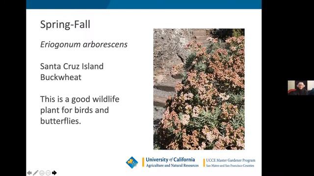 Creating Year Round Interest in a California Native Garden - LYNGSO Class on May 12 2021 смотреть онлайн