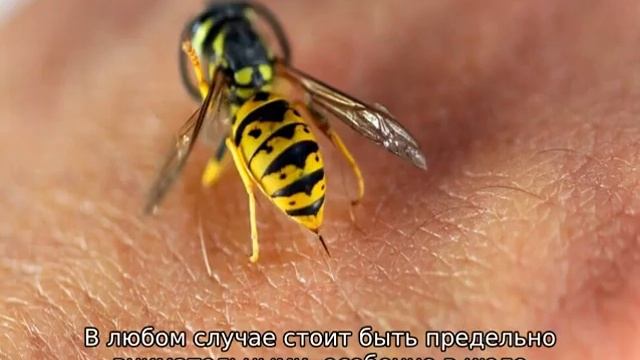 Укус земляной осы смотреть онлайн