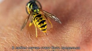 Укус земляной осы