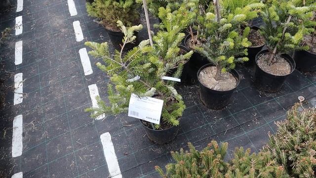 Растения для сада. Едем делать покупки в питомник Савватеевых смотреть онлайн