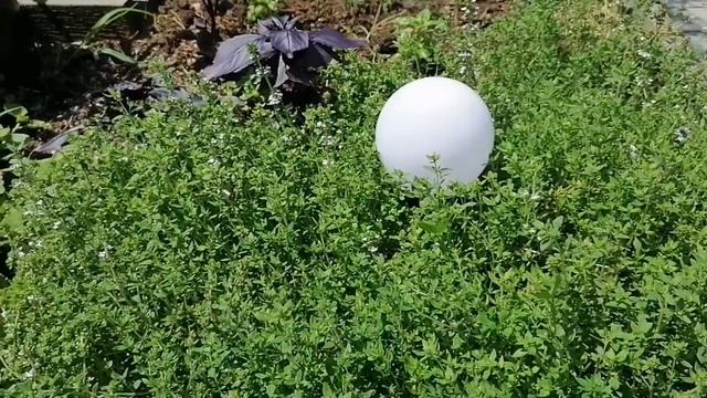 ЧАБРЕЦ | ЛЕЧЕБНЫЕ ТРАВЫ В ОГОРОДЕ смотреть онлайн