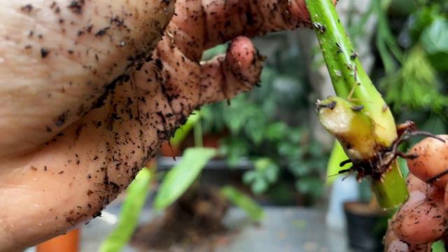 Philodendron Sharoniae Care And Propagation (with Updates)