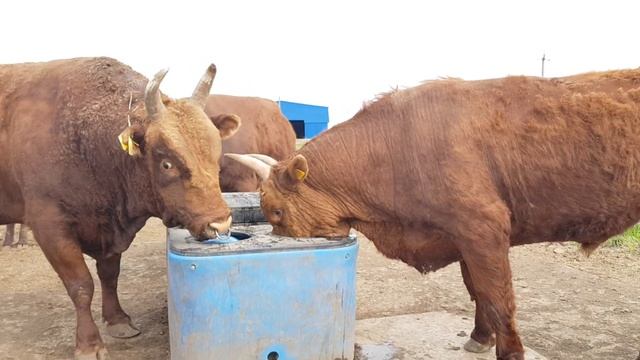 #Бык по кличке #боцман #калмыцкаяпорода смотреть онлайн