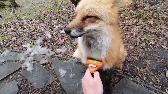 Ли Сяо / Alice the Fox Лиса Алиса (Утренний сюрприз в спальне) смотреть онлайн