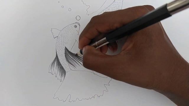 How to draw fish easy step by step - pencil drawing|| Gali Gali Art || смотреть онлайн