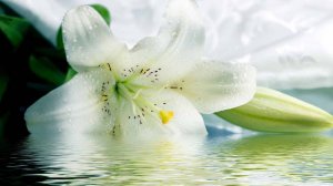 БЕЛЫЕ ЛИЛИИ - ИСП. САВИЛЬМАЗМИ МУХАММАДИМ И ГР. САЛАМ - ОЧЕНЬ КРАСИВАЯ ПЕСНЯ!