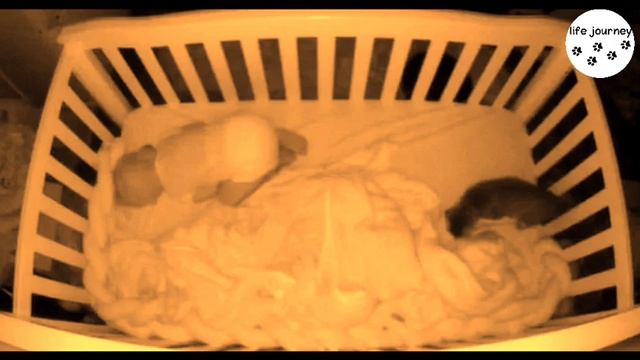 Камера засняла, как что-то попало в кроватку маленького ребенка. Трудно поверить❗ смотреть онлайн