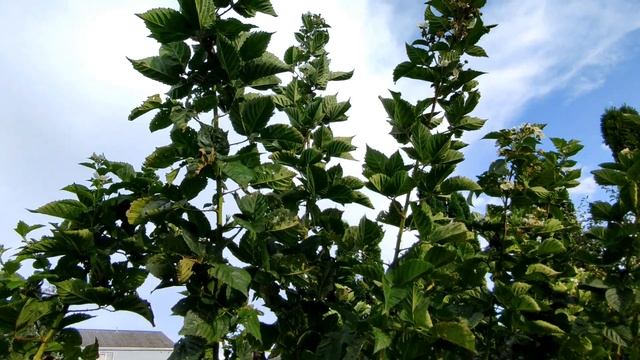 ??ЕЖЕВИКА РЕМОНТАНТНАЯ БЛЭК МЭДЖИК.  МОЙ ОТЗЫВ О СОРТЕ