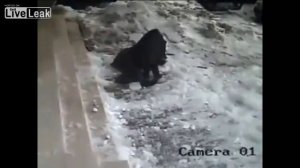 Снег с крыши упал на голову девушке