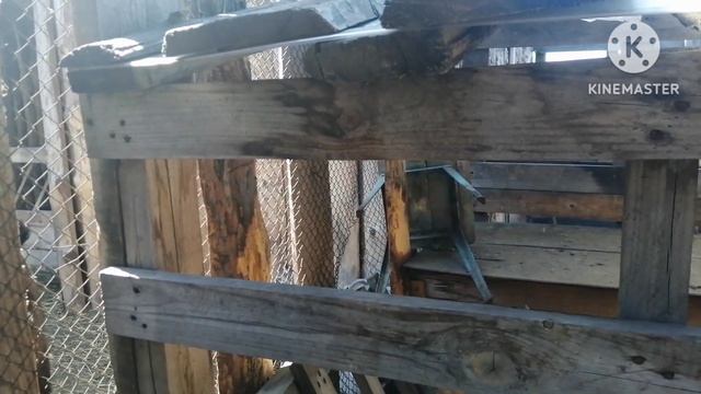 Курочки радуют! Ремонт продолжается. Распустилась черемуха, нарядилась невестою! смотреть онлайн