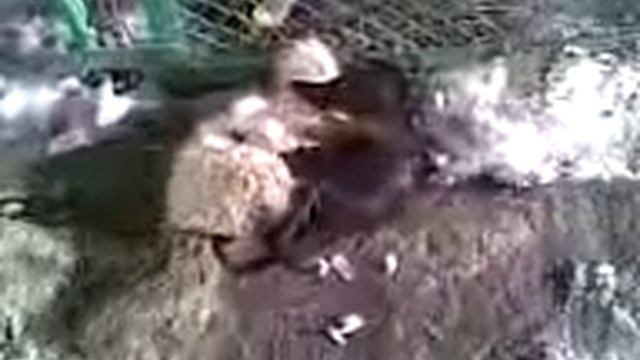 кошаки дерутся смотреть онлайн