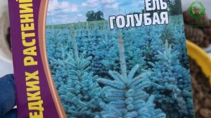 Размножение семенами голубой ели и кедровой сосны. Стратификация. Питомник ? и ? Е. Иващенко