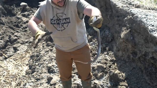 I BOUGHT PIGS FOR MY FARM!!!! смотреть онлайн