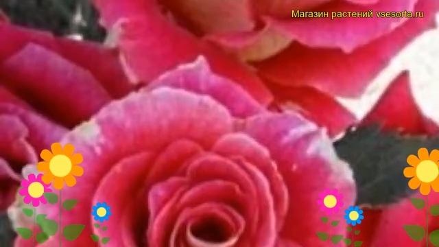 Роза спрей Шерри фоли. Краткий обзор, описание характеристик, где купить саженцы Cherry Folies смотреть онлайн