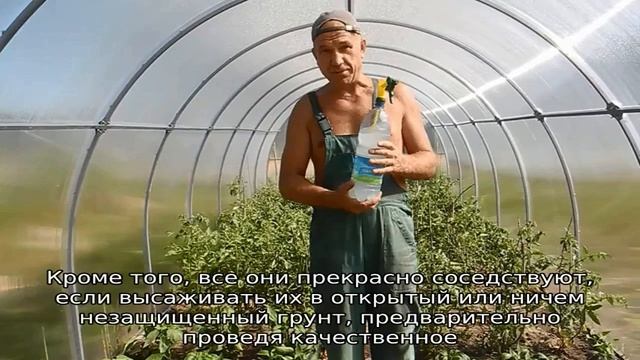 Помидоры и перец в одной теплице смотреть онлайн