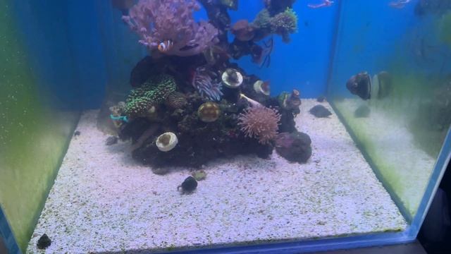 Светильник для аквариума | Бюджетный вариант смотреть онлайн