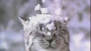 Реклама Whiskas. Корм для котов и кошек. 21.12.2018