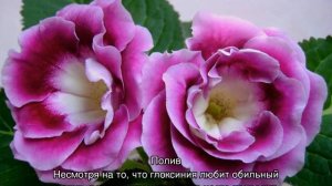 У глоксинии скручиваются листья — что делать