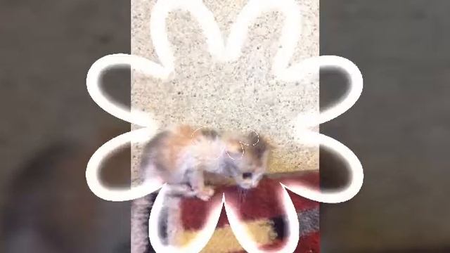 ШОК!!! Котенку нет и 2-х дней !СПАСЕНИЕ ЖИЗНИ смотреть онлайн