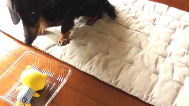 Blind Dog Tricks - Put Her Toy in a Box смотреть онлайн
