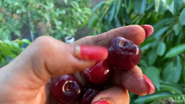 Самая сладкая черешня?Валерий Чкалов сравнить два сорта смотреть онлайн