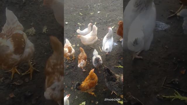 спешу на дачу.. там ждут меня куры ,кошка с котенком и собака 🐕🐔🐈🐔🐔🐔🐔🐔.. смотреть онлайн