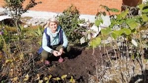 Как избавиться от порослей малины? Самый эффективный способ