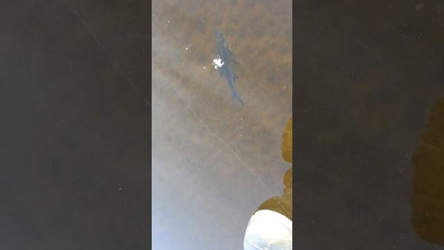 Зимняя рыбалка на Иваньковском водохранилище смотреть онлайн