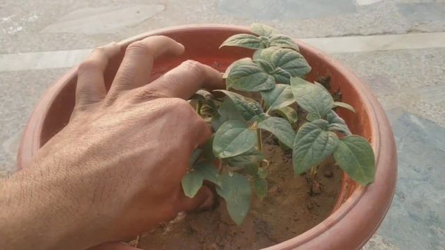 तपती गर्मी में बीज उगने वाला फूल टिथोनिया|How to grow Tithonia flower plant From seed with update смотреть онлайн