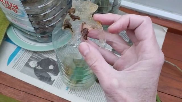 Зимовка ГЕРАНИ на лоджии. Морозостойкость ? смотреть онлайн