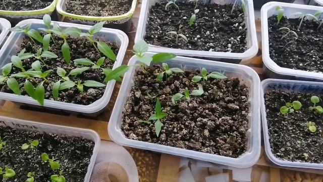 05.04.22 Похудела без диет уже на 23 кг! Влог-тарелочки-рассада-ответы на комментарии. смотреть онлайн