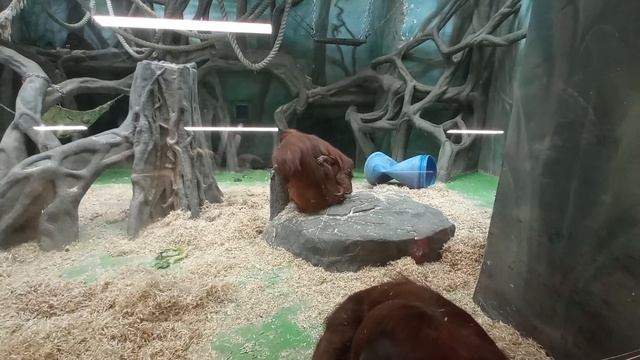 Орангутаны.Друг познается в еде??? смотреть онлайн