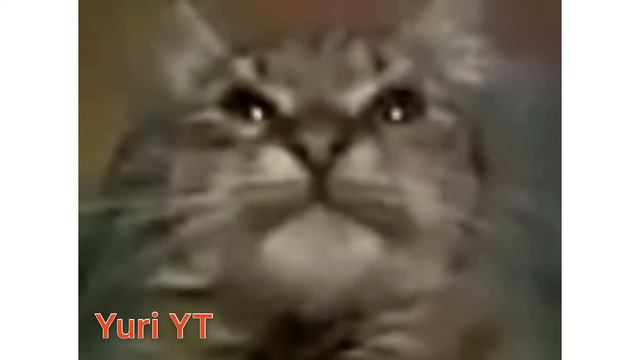 Кит ты маму мав?—RUN AWAY