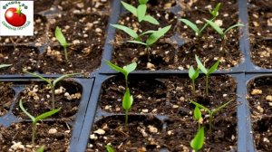 Как поливать рассаду перцев от всходов до высадки на постоянное мест