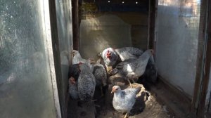 Борковская Барвистая самая продуктивная яичная порода кур  Серебристый леггорн Сельская жизнь