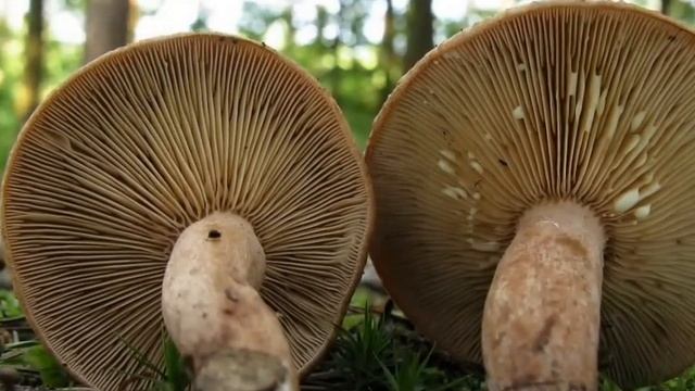 Ryzec dubový - Lactarius quietus смотреть онлайн