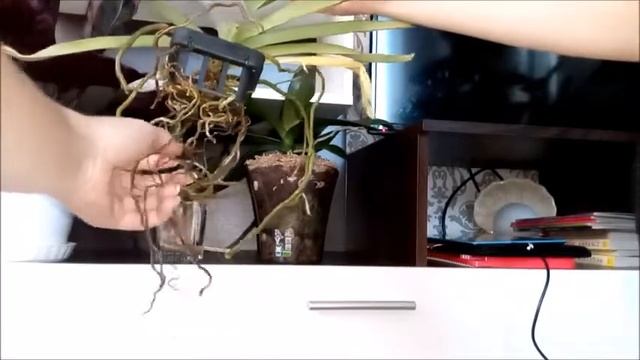 #ванда Vanda Roberts Delight Alexander #орхидея Yaphon Black Butterfly смотреть онлайн