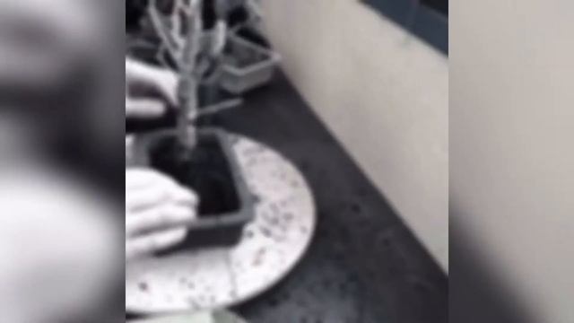 ? Bonsaï Prunus INCISA KojoNoMaï ? Cerisier du Japon смотреть онлайн