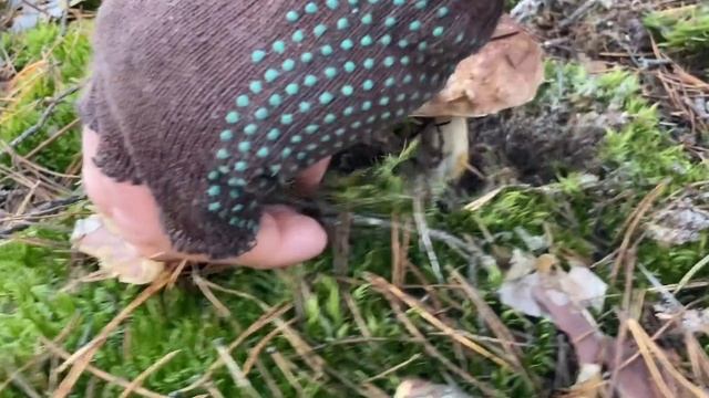 Грибы зимой. Часть 3. Белые и... Красота. смотреть онлайн